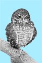 Owl_BW_Sketch - Version 2 (1)
