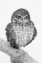 Owl_BW_Sketch - Version 2 (2)