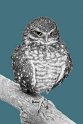 Owl_BW_Sketch (2)
