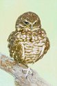 Owl_Sketch_Col_2 - Version 2