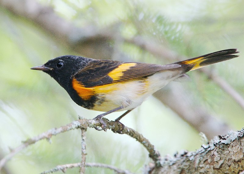  C1G9651 Redstart
