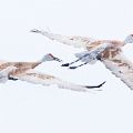Sandhill Cranes Flying   (Framed Size 18X24) JAH-15
