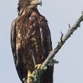 Eaglet On Branch (Framed 18X24) JAH-35