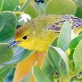 Little Yellow Galapagos Bird (matted print 8x12) JAH-14-169