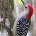 Red-Bellied Woodpecker (print 8x12) JAH-14-161