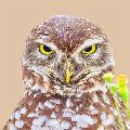 Burrowing Owl w sketch effect (matted print 8x12) JAH-14-158